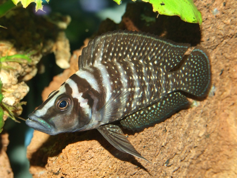 Altolamprologus calvus 'Moliro' (Black)